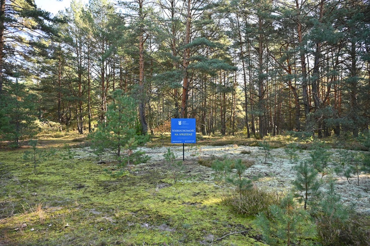 Piła