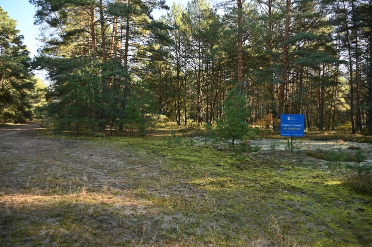 Piła
