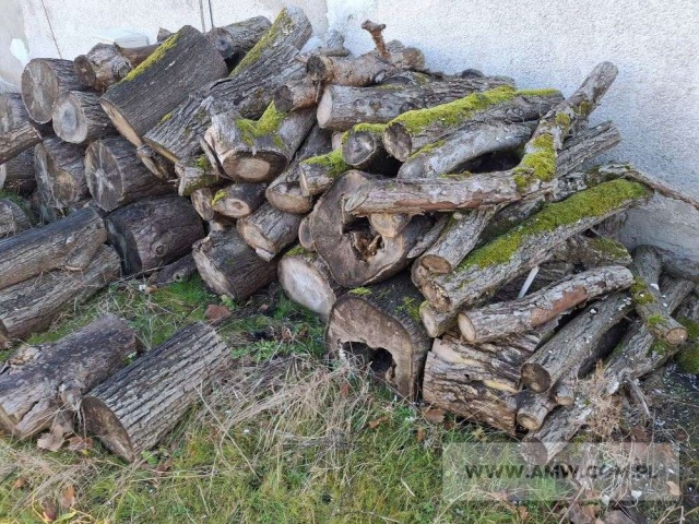 Drewno z wycinki - liściaste/iglaste 