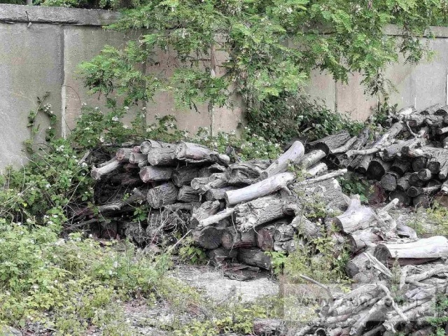 Drewno z wycinki - liściaste/iglaste 