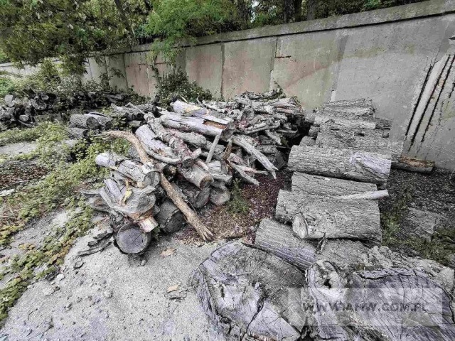 Drewno z wycinki - liściaste/iglaste 