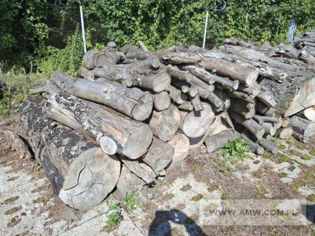 Drewno z wycinki - liściaste/iglaste  