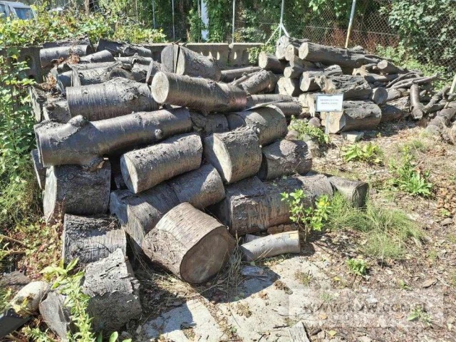 Drewno z wycinki - liściaste/iglaste  