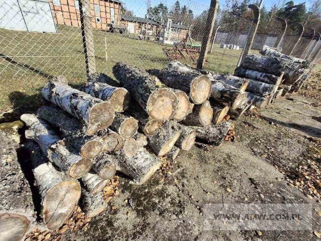 Drewno z wycinki - liściaste/iglaste 