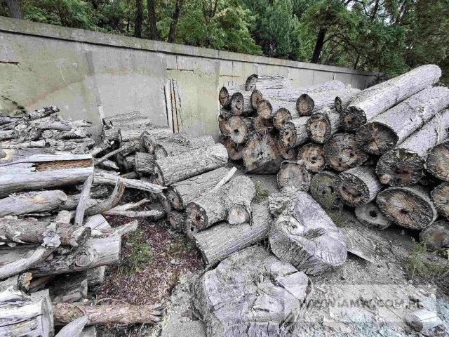 Drewno z wycinki - liściaste/iglaste 