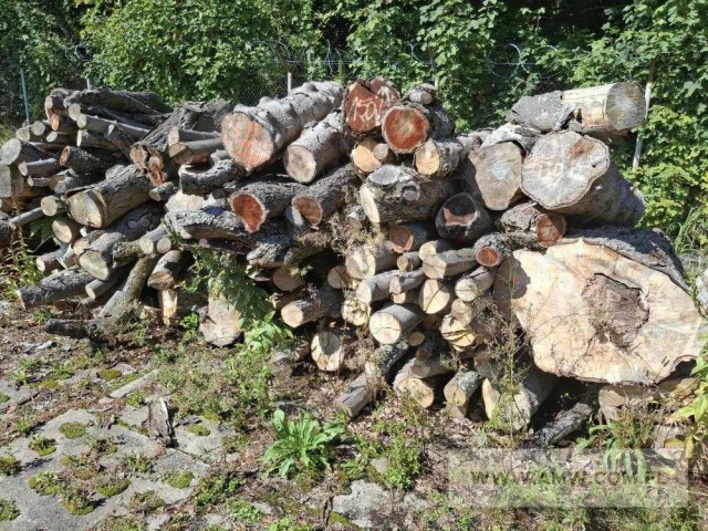 Drewno z wycinki - liściaste/iglaste  