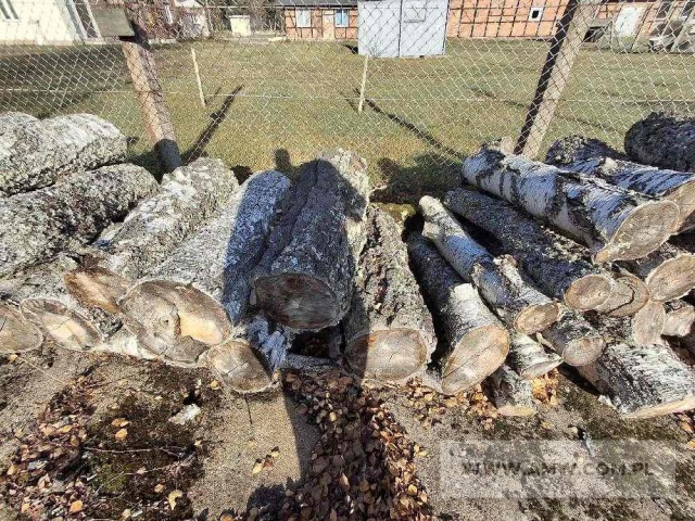 Drewno z wycinki - liściaste/iglaste 