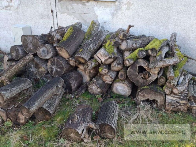 Drewno z wycinki - liściaste/iglaste 